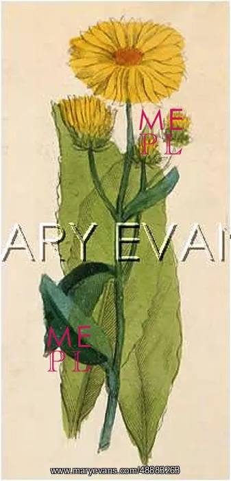  : PLANTS / INULA HELENIUM