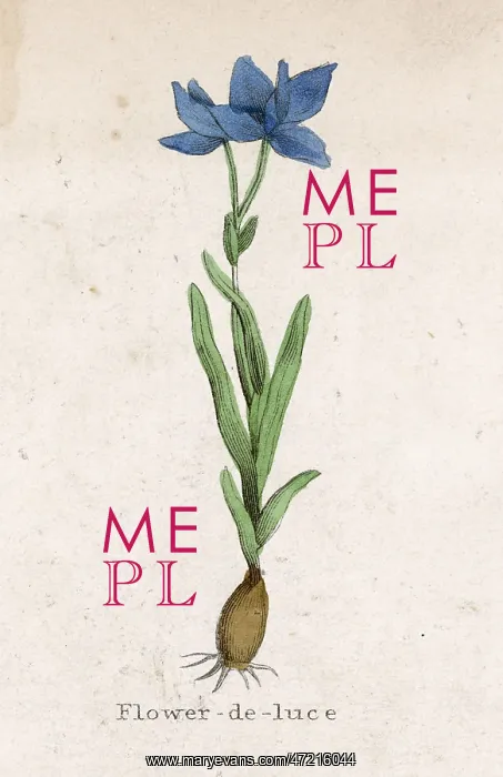  : PLANTS / IRIS GERMANICA