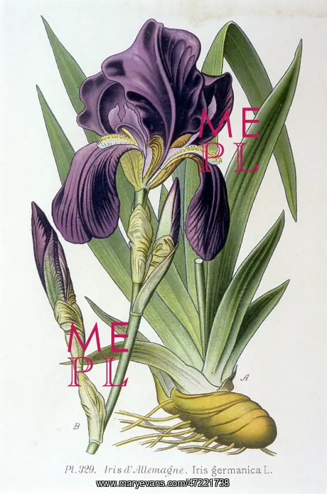 : Plants - Iris Germanica - bearded iris : Plants - Iris Germanica - bearded iris