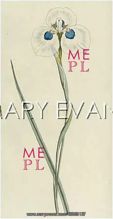  : PLANTS / IRIS PAVONIA