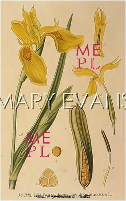  : PLANTS / IRIS PSEUDACORUS