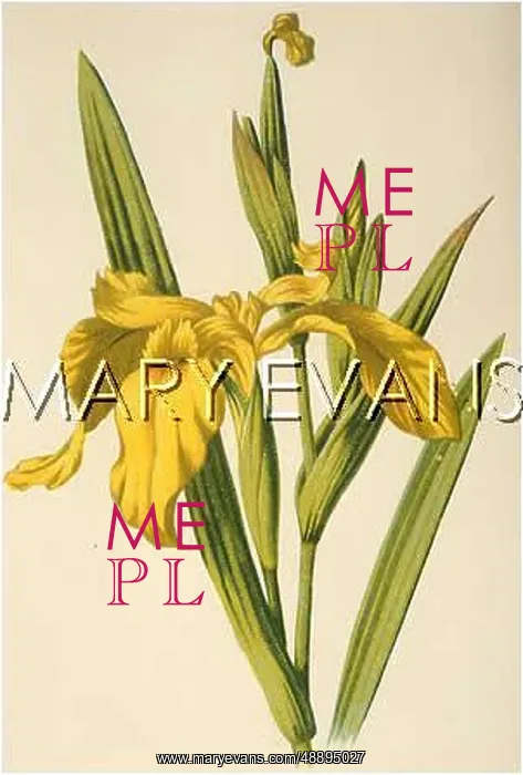  : PLANTS / IRIS PSEUDACORUS