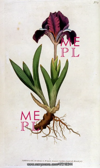  : PLANTS / IRIS PUMILA