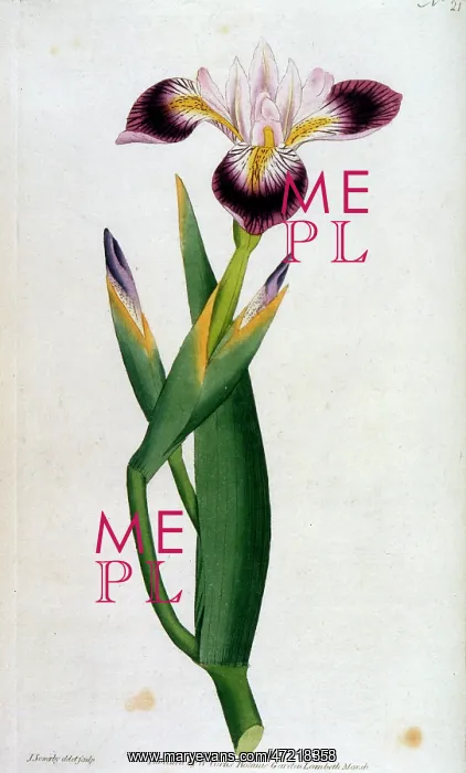  : PLANTS / IRIS VERSICOLOR