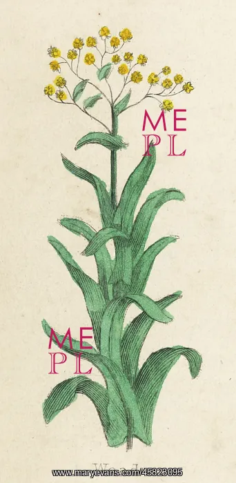  : PLANTS / ISATIS TINCTORIA