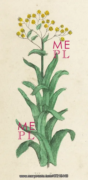  : PLANTS / ISATIS TINCTORIA