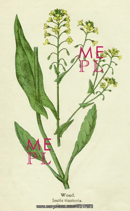  : PLANTS / ISATIS TINCTORIA