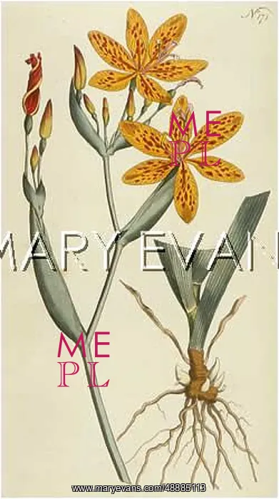 : PLANTS / IXIA CHINENSIS : PLANTS / IXIA CHINENSIS