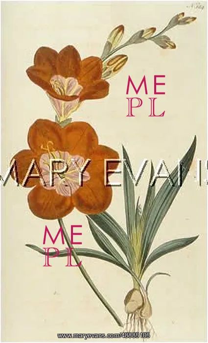 : PLANTS / IXIA CROCATA : PLANTS / IXIA CROCATA