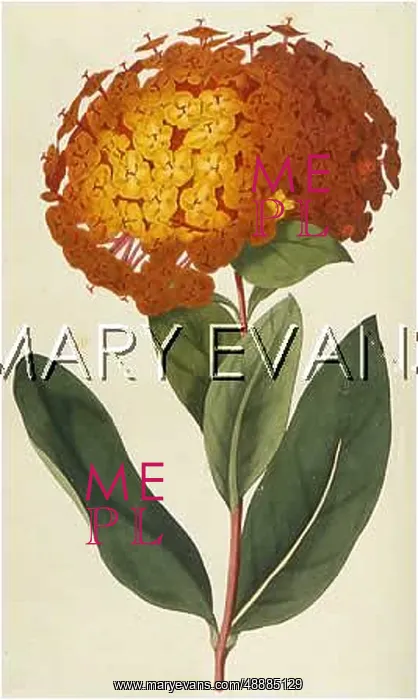  : PLANTS / IXORA COCCINEA