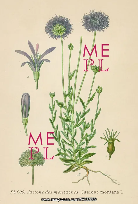  : PLANTS / JASIONE MONTANA