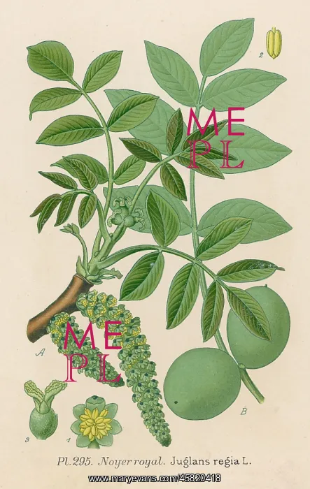  : PLANTS / JUGLANS REGIA