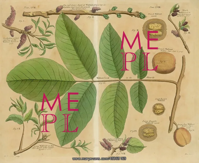 : PLANTS / JUGLANS REGIA : PLANTS / JUGLANS REGIA
