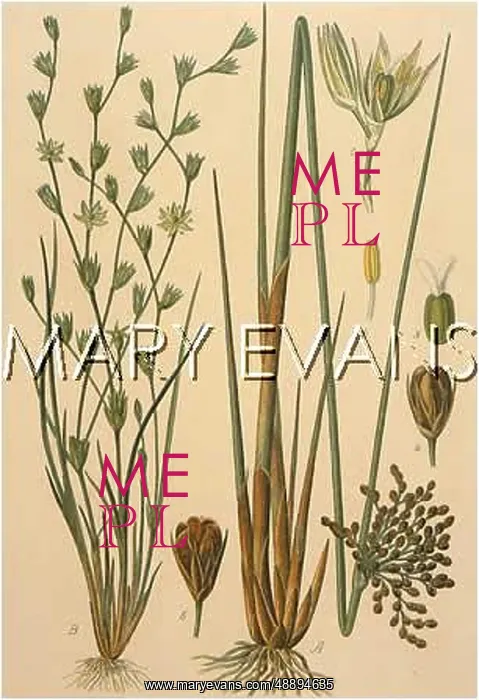 : PLANTS / JUNCUS SP : PLANTS / JUNCUS SP