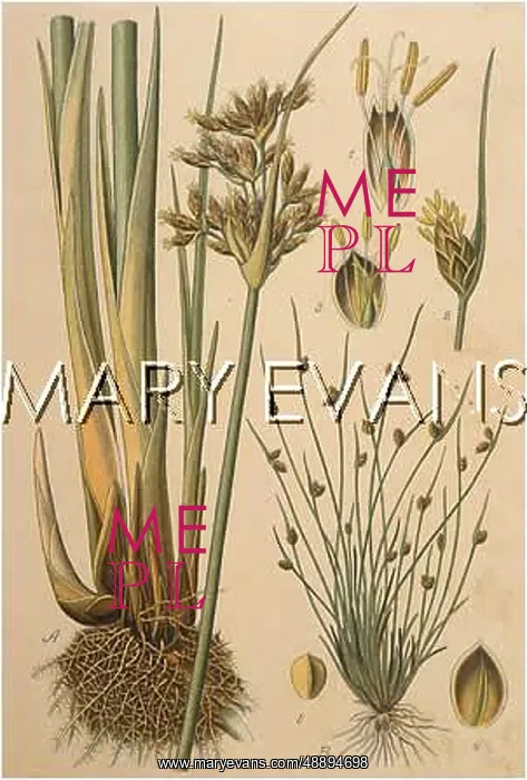 : PLANTS / JUNCUS SP : PLANTS / JUNCUS SP