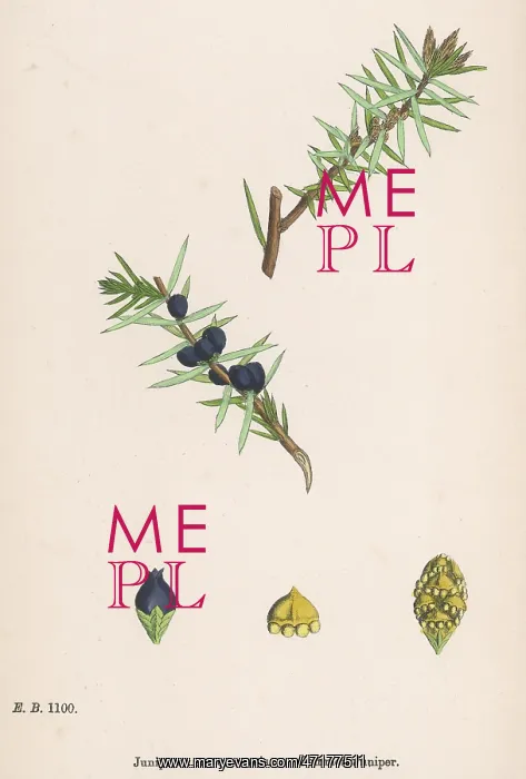  : PLANTS JUNIPERUS COMMUNI