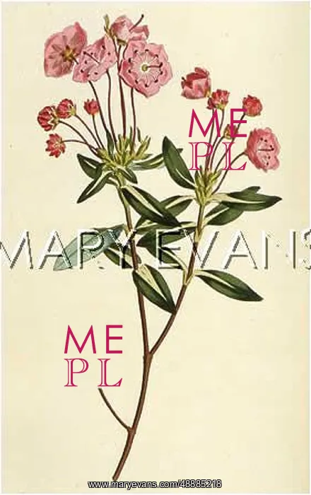  : PLANTS / KALMIA GLAUCA