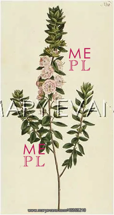  : PLANTS / KALMIA HIRSUTA