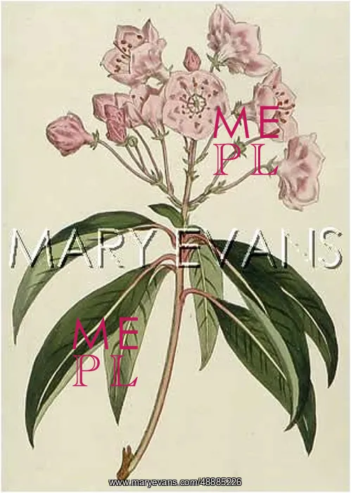  : PLANTS / KALMIA LATIFOLIA