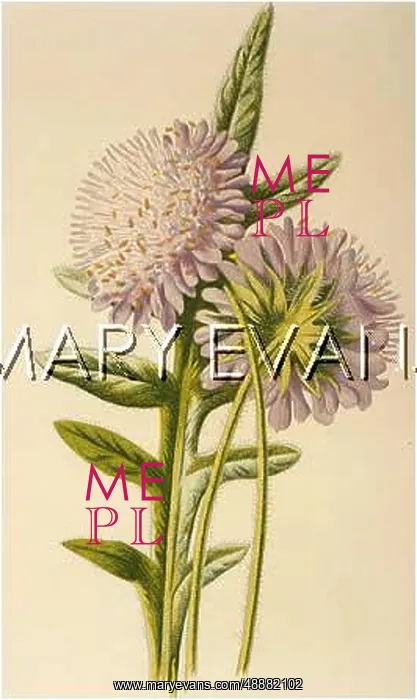  : PLANTS / KNAUTIA ARVENSIS