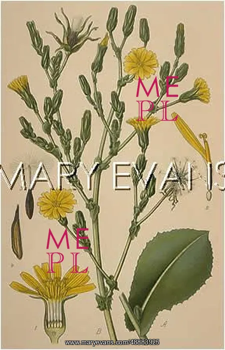  : PLANTS / LACTUCA VIROSA
