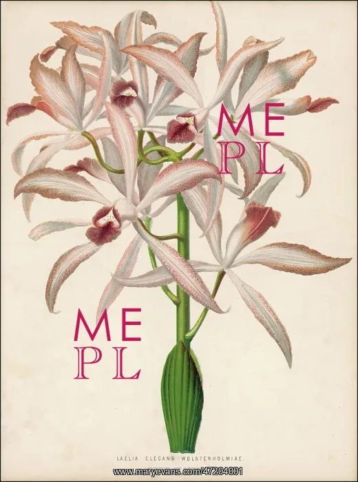  : PLANTS / LAELIA ELEGANS