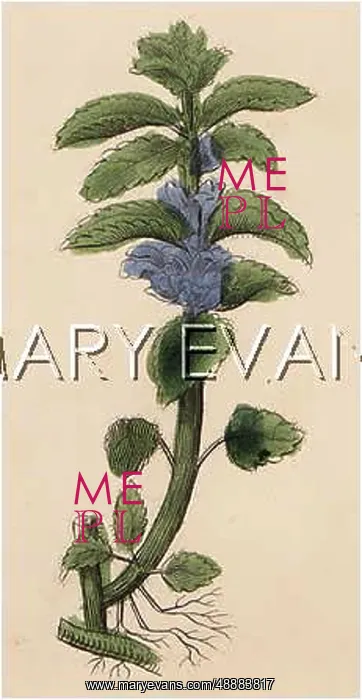  : PLANTS / LAMIUM ALBUM