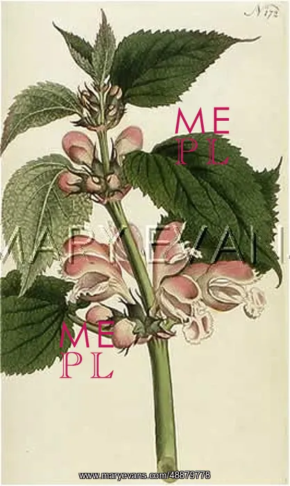 : PLANTS / LAMIUM ORVALA : PLANTS / LAMIUM ORVALA