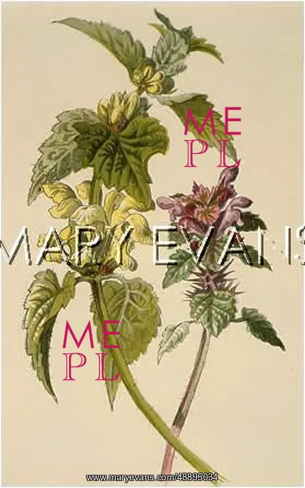 : PLANTS / LAMIUM SP : PLANTS / LAMIUM SP