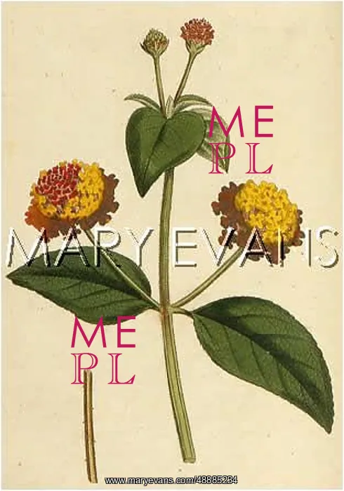  : PLANTS / LANTANA ACULEATA