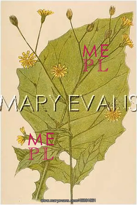  : PLANTS / LAPSANA COMMUNIS