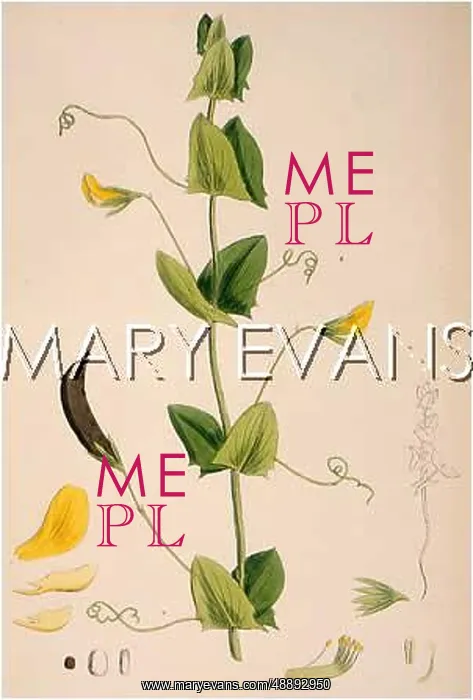 : PLANTS / LATHYRUS APHACA : PLANTS / LATHYRUS APHACA