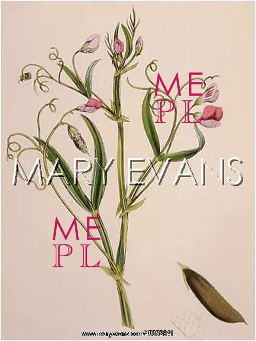 : PLANTS / LATHYRUS HIRSUTUS : PLANTS / LATHYRUS HIRSUTUS