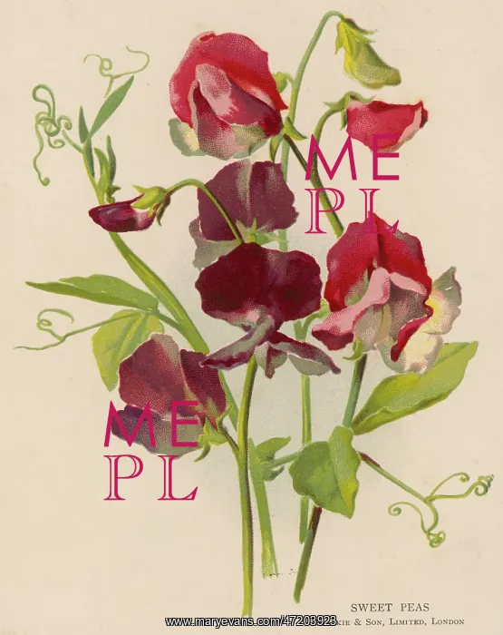  : PLANTS / LATHYRUS ODORATUS