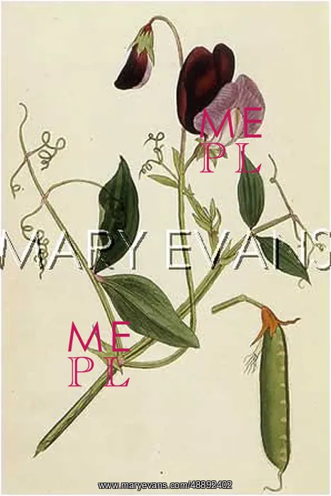  : PLANTS / LATHYRUS ODORATUS