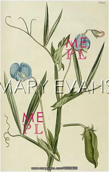 : PLANTS / LATHYRUS SATIVUS : PLANTS / LATHYRUS SATIVUS