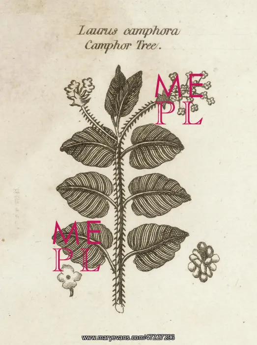 : PLANTS / LAURUS CAMPHORA : PLANTS / LAURUS CAMPHORA