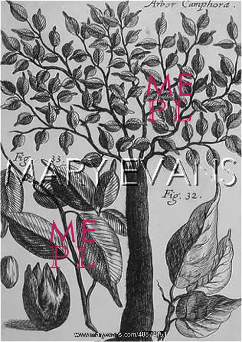  : PLANTS / LAURUS CAMPHORA