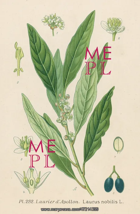  : PLANTS / LAURUS NOBILIS