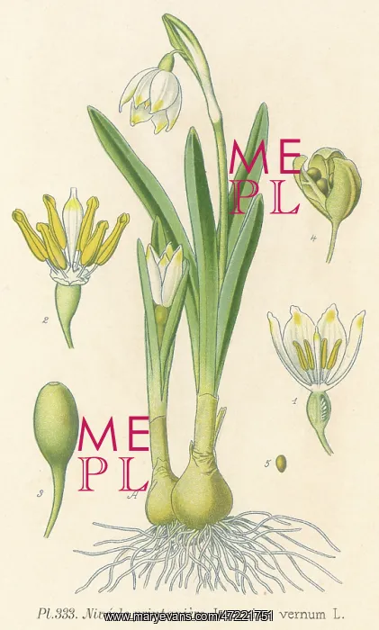  : Plants - Leucojum Vernum