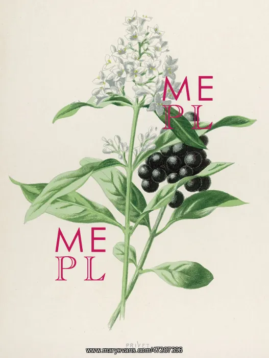  : Plants - Ligustrum Vulgare
