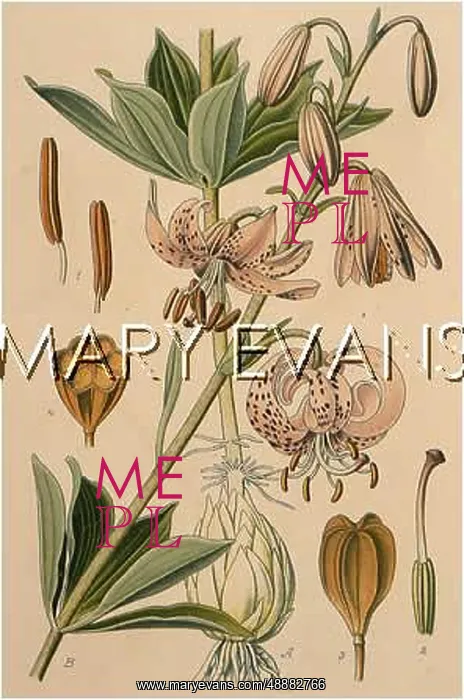  : PLANTS / LILIUM MARTAGON