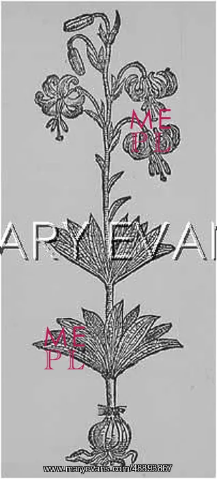  : PLANTS / LILIUM MARTAGON