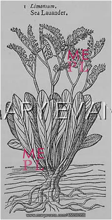  : PLANTS / LIMONIUM VULGARE