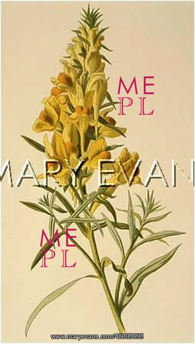  : PLANTS / LINARIA VULGARIS