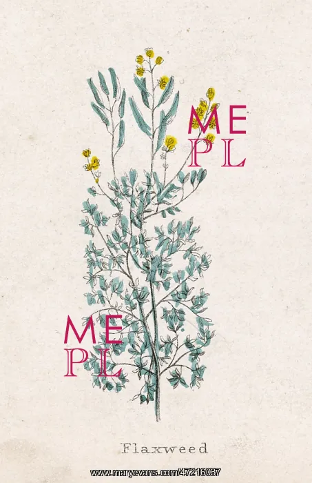  : PLANTS / LINUM SP