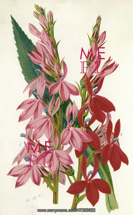  : PLANTS / LOBELIA