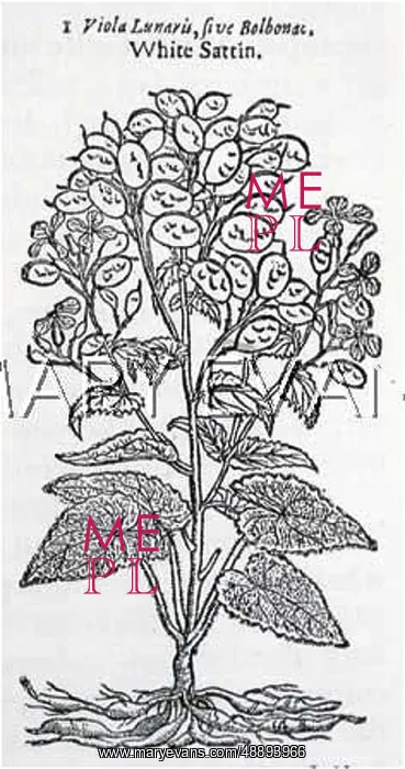  : PLANTS / LUNARIA 1636
