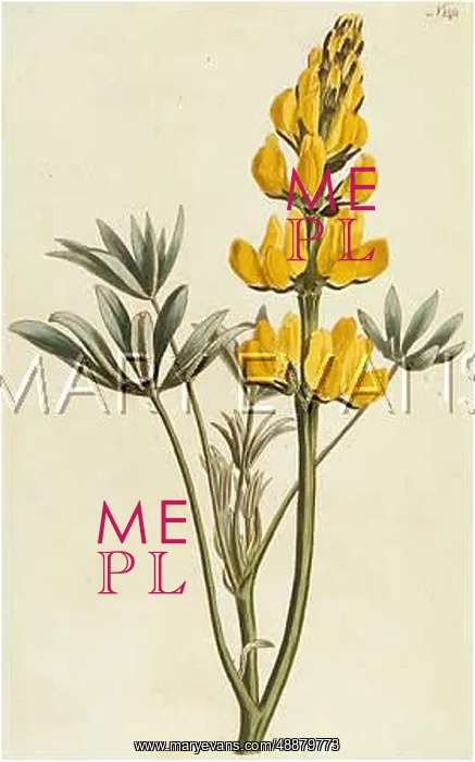  : PLANTS / LUPINUS LUTEUS