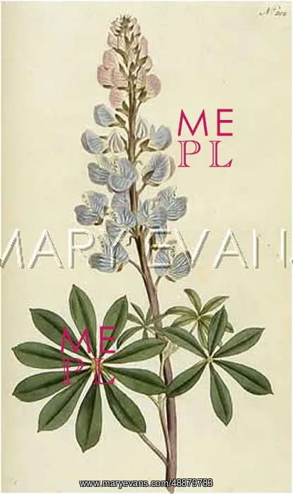  : PLANTS / LUPINUS PERENNIS